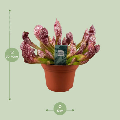 Sarracenia Scarlet Belle kannenplant Ø12cm 40cm
