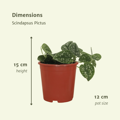 2x Scindapsus Pictus - Epipremnum - 15 cm - Ø12