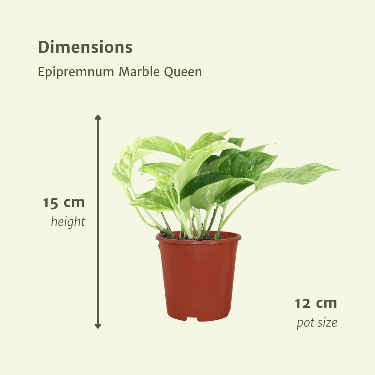 Epipremnum Marble Queen 4 stuks ø12cm