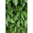 Klimplant Parthenocissus Engelmannii 65cm Ø15cm