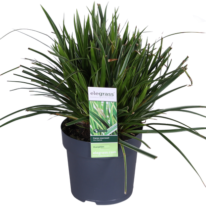 Siergras 3x Carex Morrowii 'Ice Dance' 30cm Ø14cm