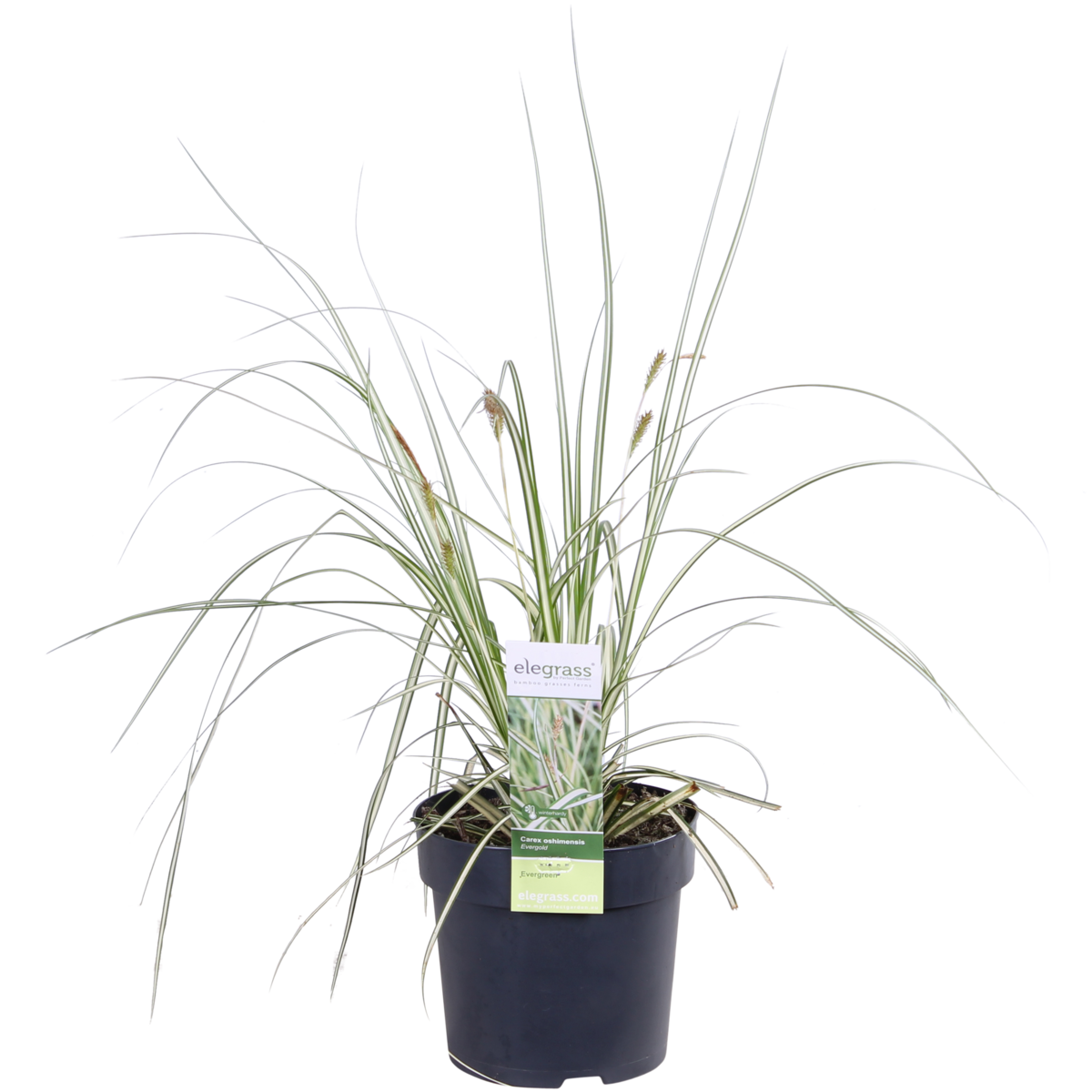 3x - Carex Hachijeensis 'Evergold' - ↨30cm - Ø14