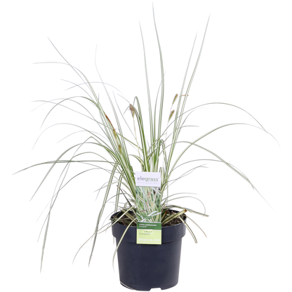 3x - Carex Hachijeensis 'Evergold' - ↨30cm - Ø14