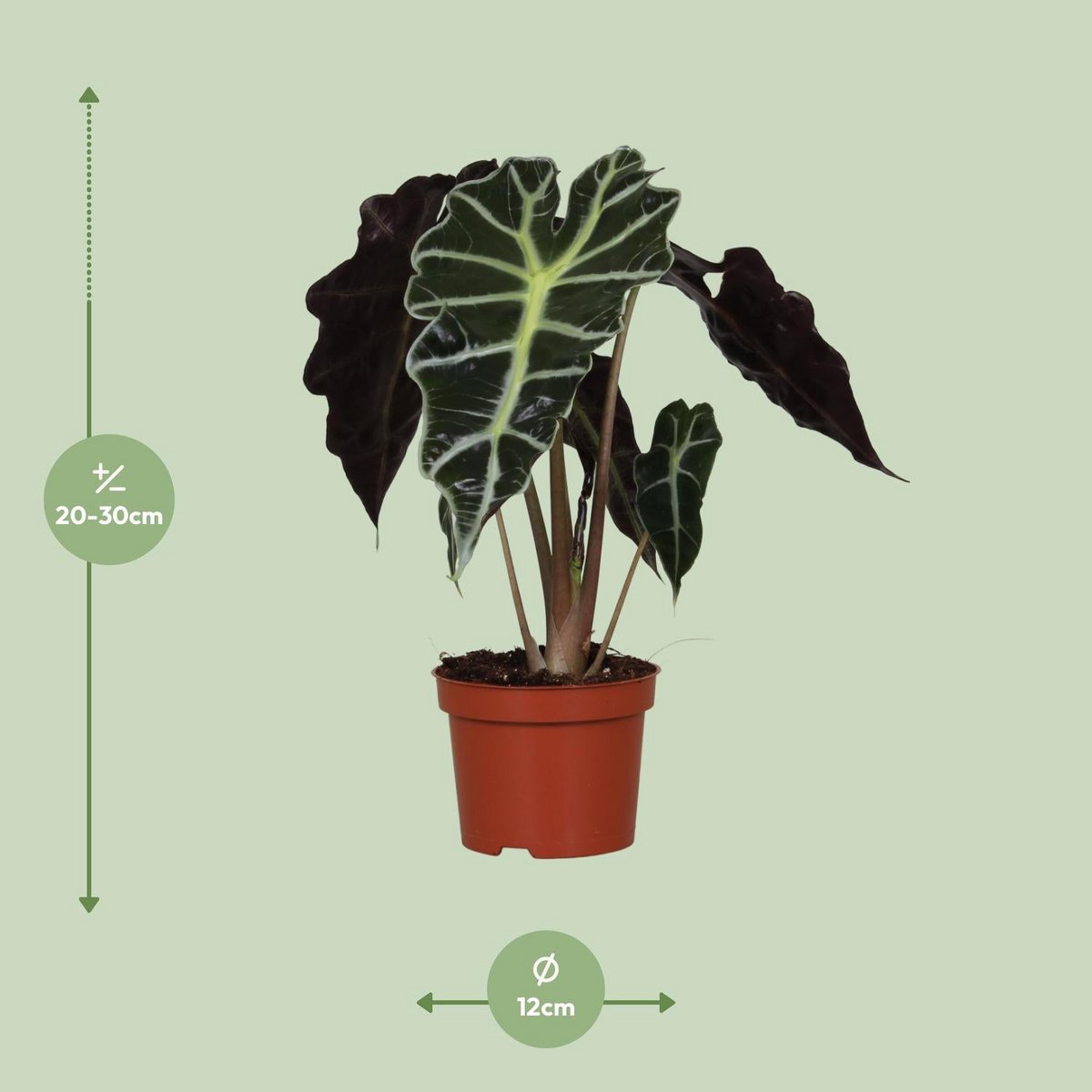 Kamerplant Alocasia Amazonica Polly Ø12cm ↕30cm