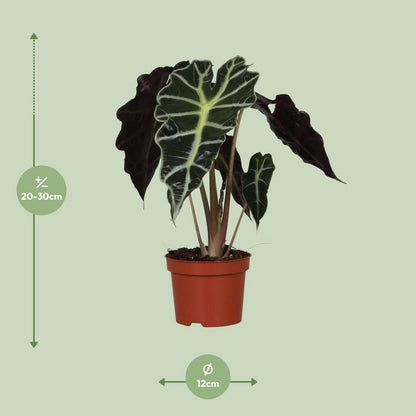 Kamerplant Alocasia Amazonica Polly Ø12cm ↕30cm
