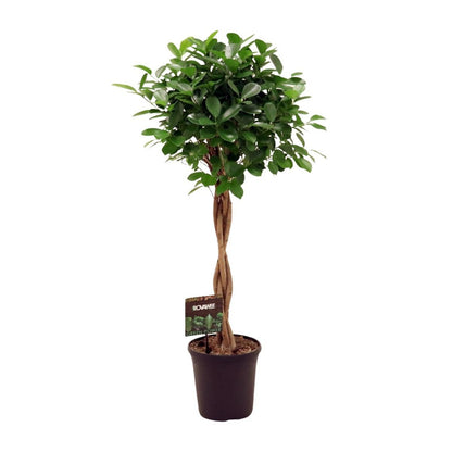 Kamerplant Ficus Moclame 110 cm pot Ø23 cm