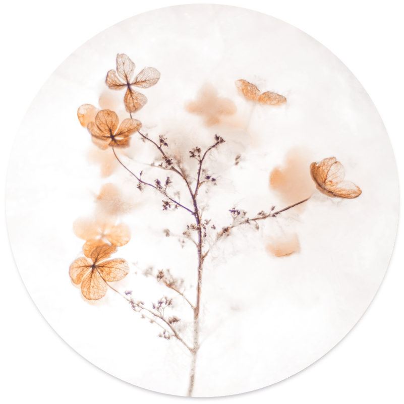 Wall circle soft flower