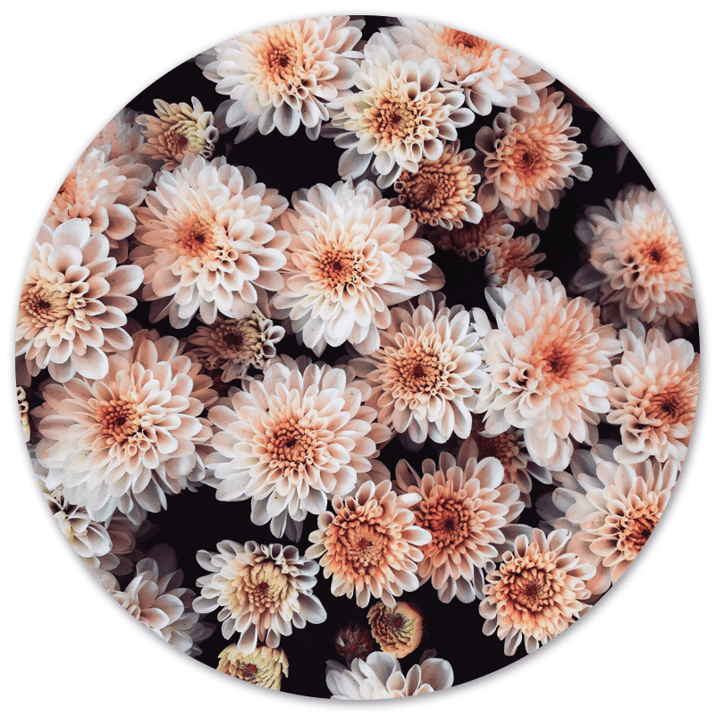 Muurcirkel Flower Bomb Dibond/Forex