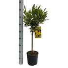 Olea Europaea "on Stem" - Ø19cm - ↕90cm