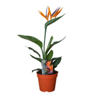 Strelitzia Queen P13 2pp (With Artificial Flower) - Ø13cm - ↕35cm