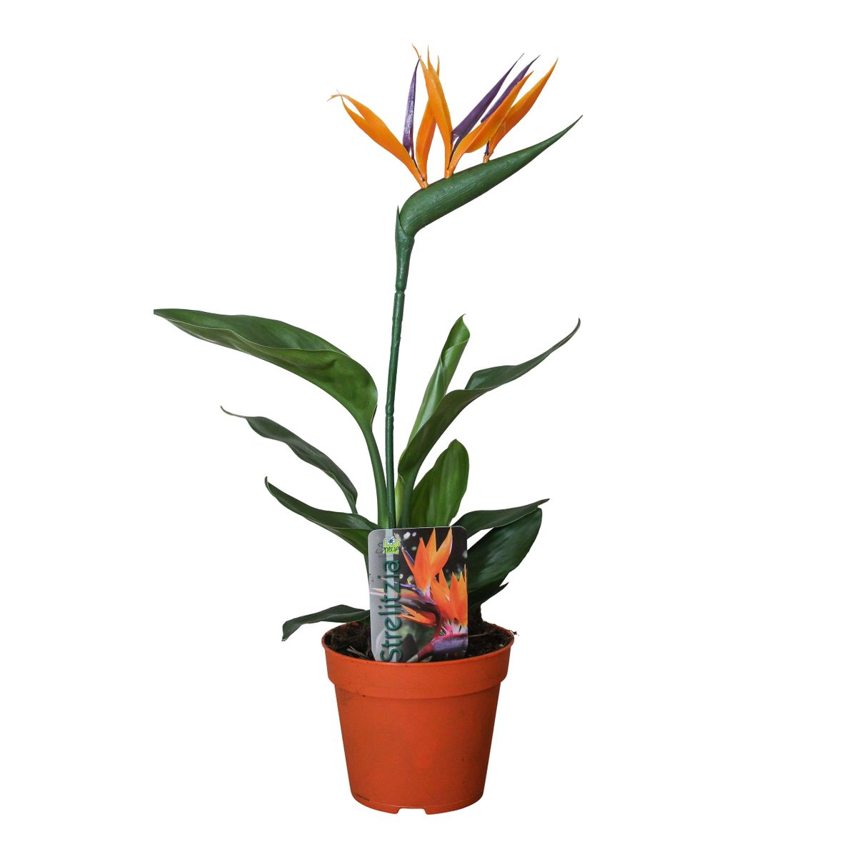 Strelitzia Queen P13 2pp (With Artificial Flower) - Ø13cm - ↕35cm