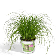 Kattengras Cyperus Alternifolius Ø12cm ↕20cm