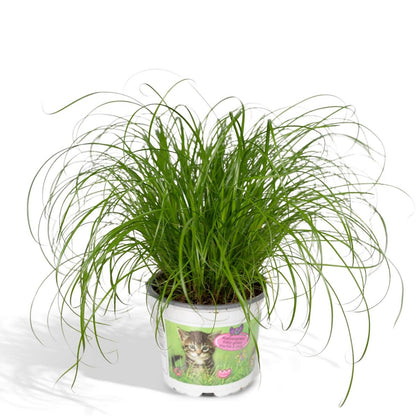 Kattengras Cyperus Alternifolius Ø12cm ↕20cm