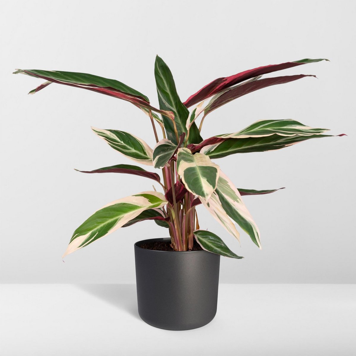 Kamerplant Calathea Triostar Ø19cm 70cm