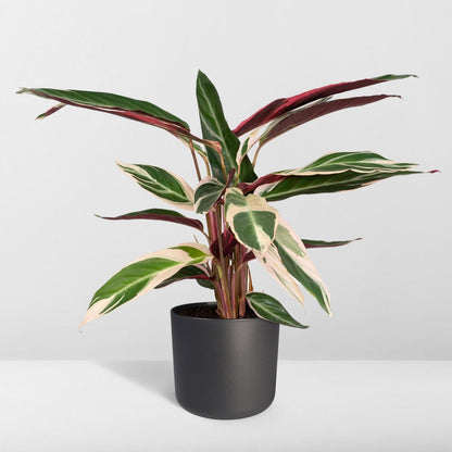 Kamerplant Calathea Triostar Ø19cm 70cm