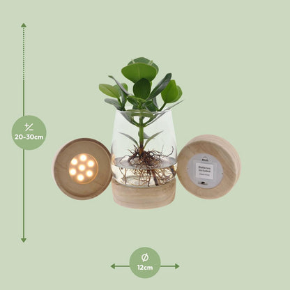 Kamerplant Clusia met LED in Kingston glas