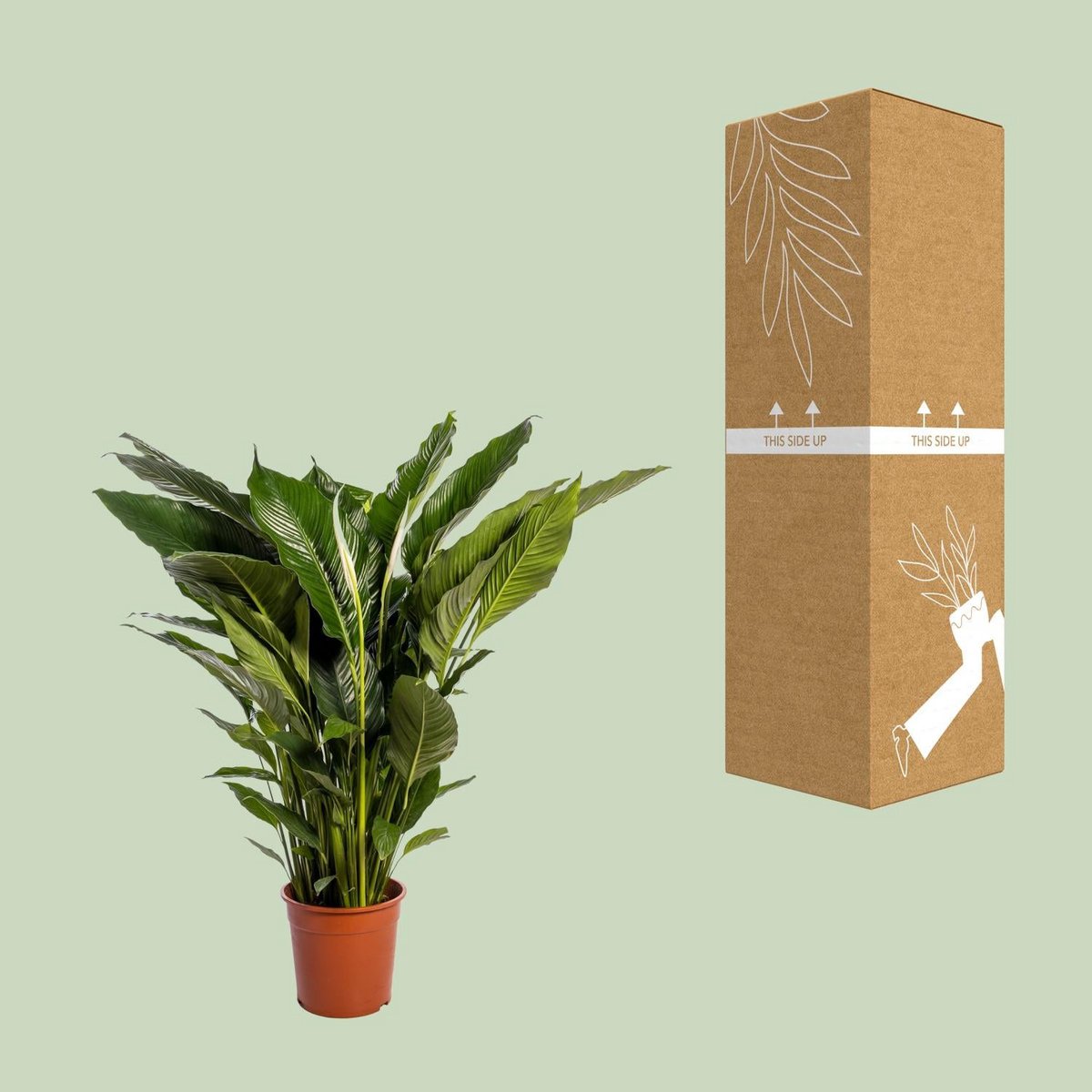 Spathiphyllum Sweet Sebastiano 110 cm wit