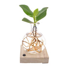 Clusa in Samoa LED plant ØXCM 10cm