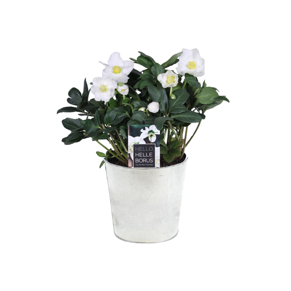 Helleborus Niger 'Christmas Carol Early' XL - Ø17cm - ↕30cm + Pot D18x17cm - Zink