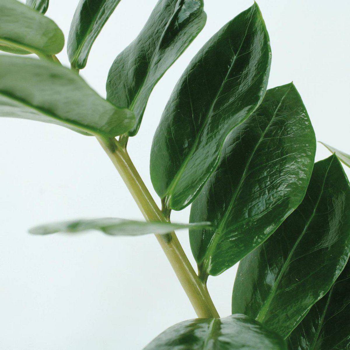 2x Zamioculcas Zamiifolia kamerplant ø14 cm 50 cm