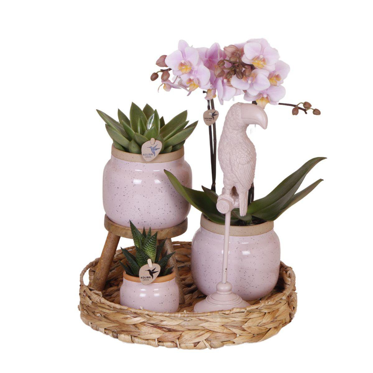 Plantenset met Roze Orchidee en Succulenten in Keramieken Sierpotten