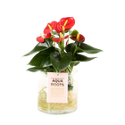 Anthurium Red Champion in glazen pot