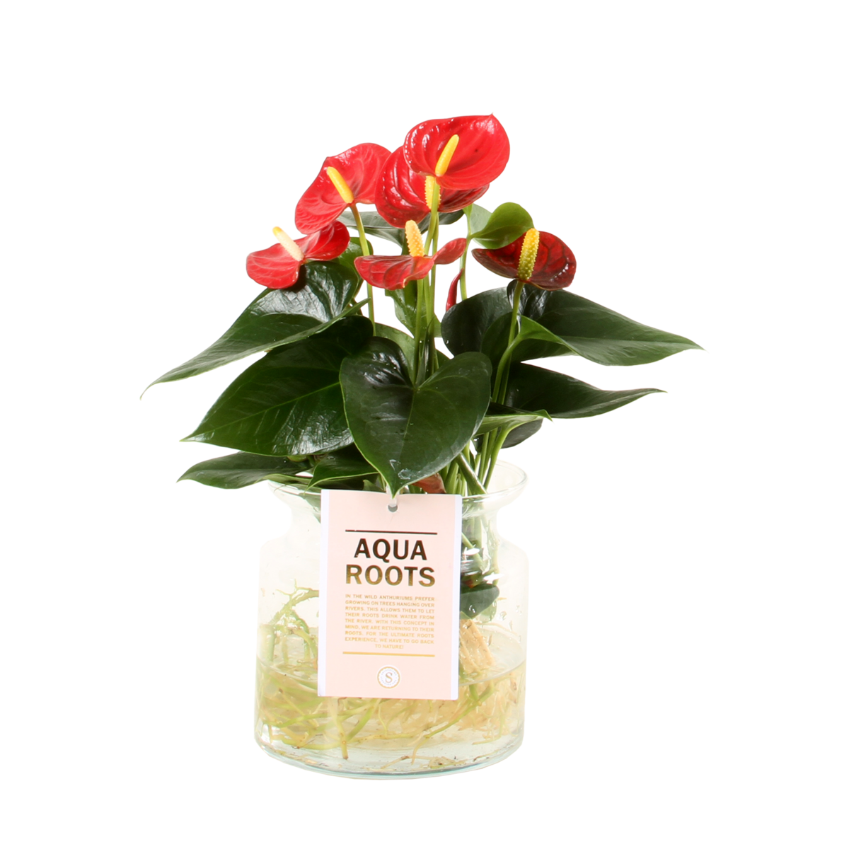 Anthurium Red Champion in glazen pot
