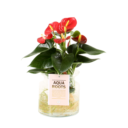 Anthurium Red Champion in glazen pot