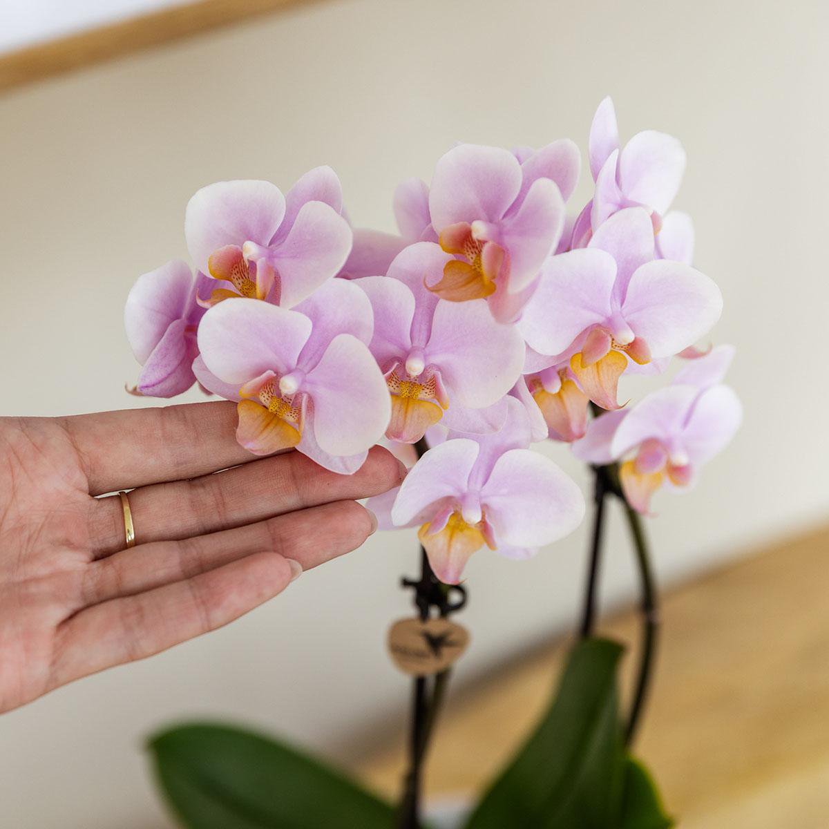 Cadeauset met groene plant, roze orchidee en sierpotten op dienblad
