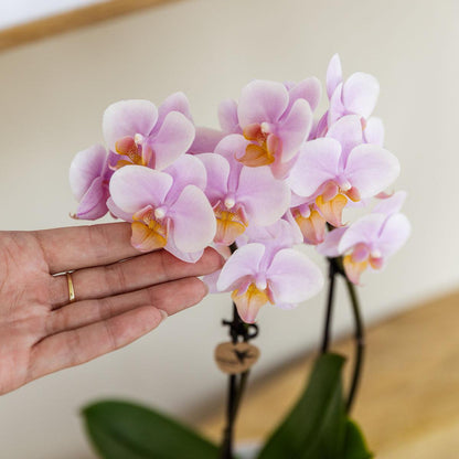 Cadeauset met groene plant, roze orchidee en sierpotten op dienblad
