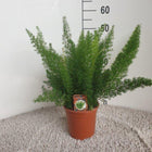 Asperges D. Meyers pot Ø17 cm hoogte 50 cm