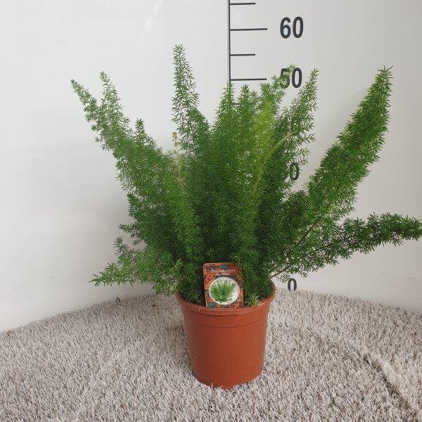 Asperges D. Meyers pot Ø17 cm hoogte 50 cm