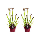 Sarracenia Farnhamii 2 stuks Ø12x40 cm