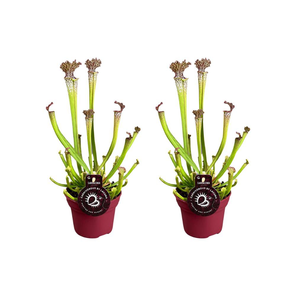 Sarracenia Farnhamii 2 stuks Ø12x40 cm