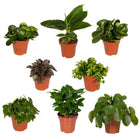 Kamerplanten verrassingsbox 8 stuks ø12 cm 10-25 cm
