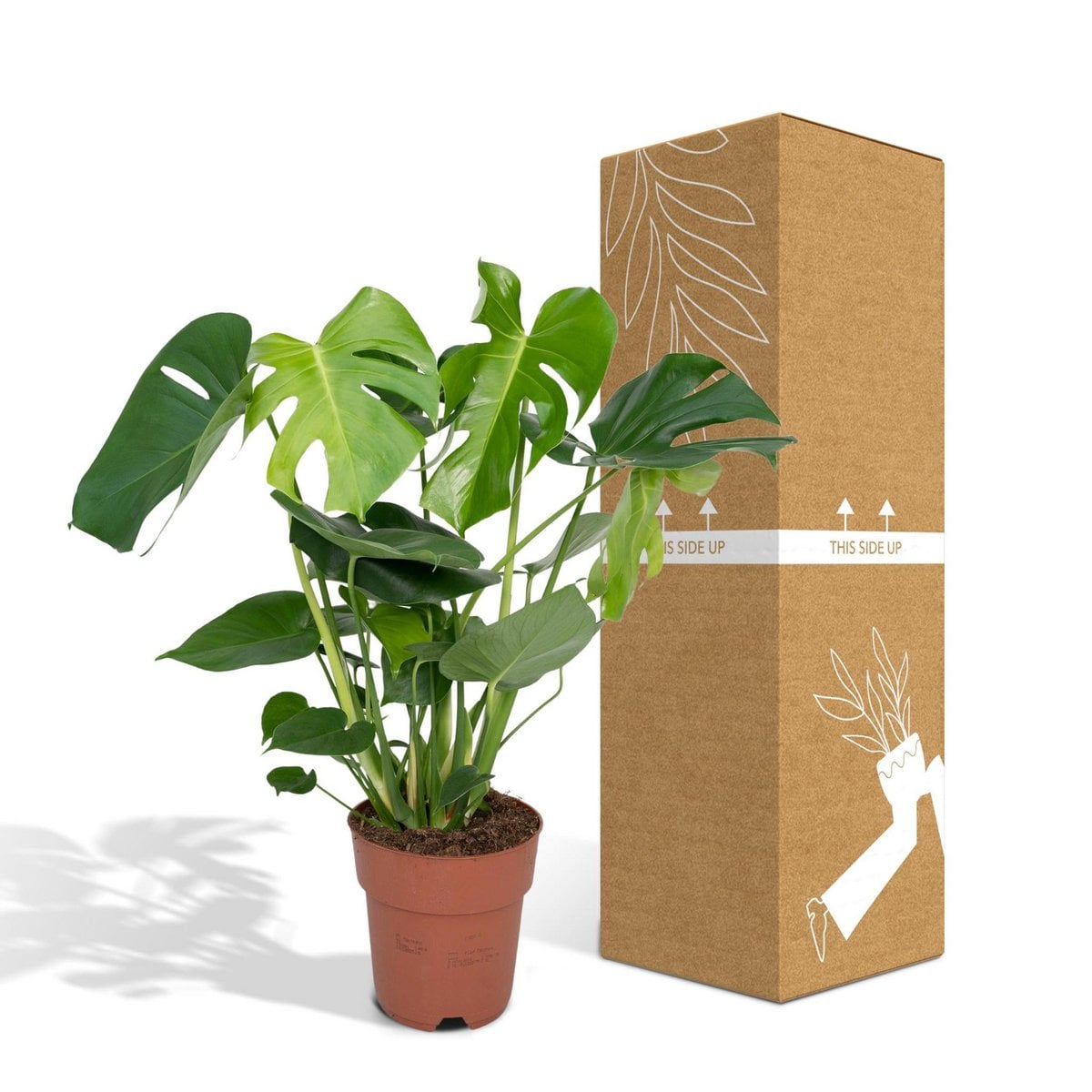 Monstera Deliciosa plant Ø19cm ↕60cm