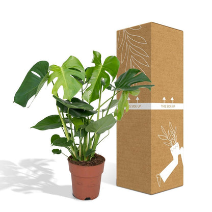 Monstera Deliciosa plant Ø19cm ↕60cm