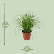 Paraplugras Cyperus alternifolius Ø12 cm 28 cm