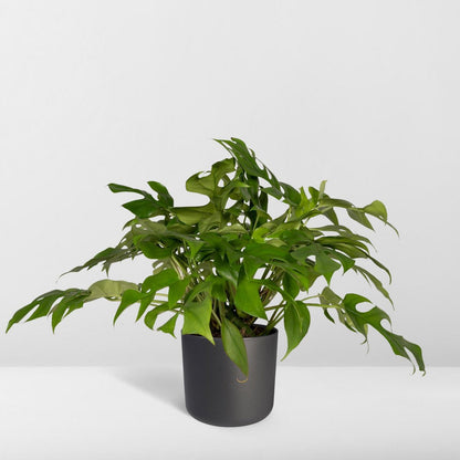 Monstera Minima plant Ø15cm 25cm