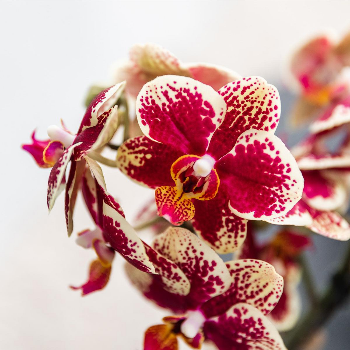 Rood-gele Phalaenopsis Orchidee in Bee pot Ø9cm
