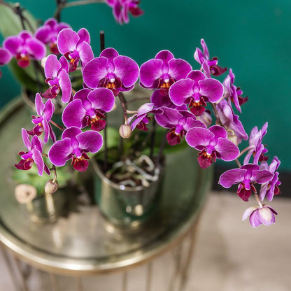 Paarse Phalaenopsis Orchidee in Keramieke Groene Sierpot (Ø9cm)