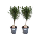 Rosmarinus stam 2 stuks Ø14cm 45cm groen zwart