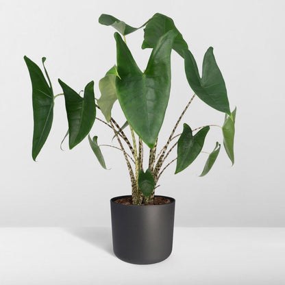 Kamerplant Alocasia Zebrina Ø19cm 75cm
