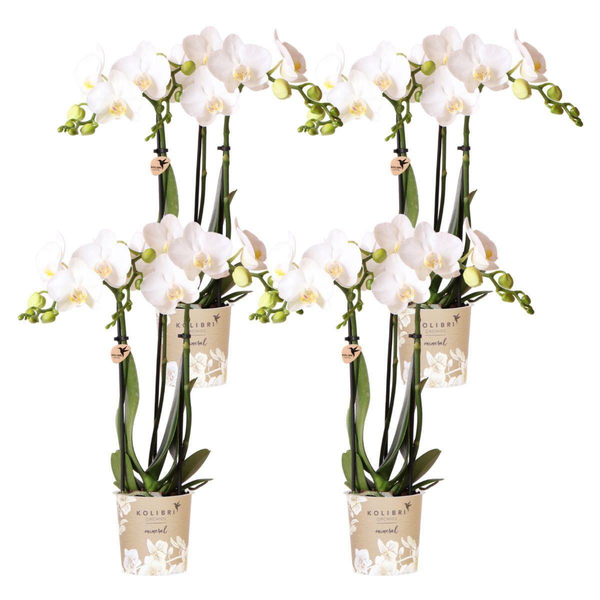 Set van 4 Witte Phalaenopsis Orchideeën - Ø9 cm Kweekpot
