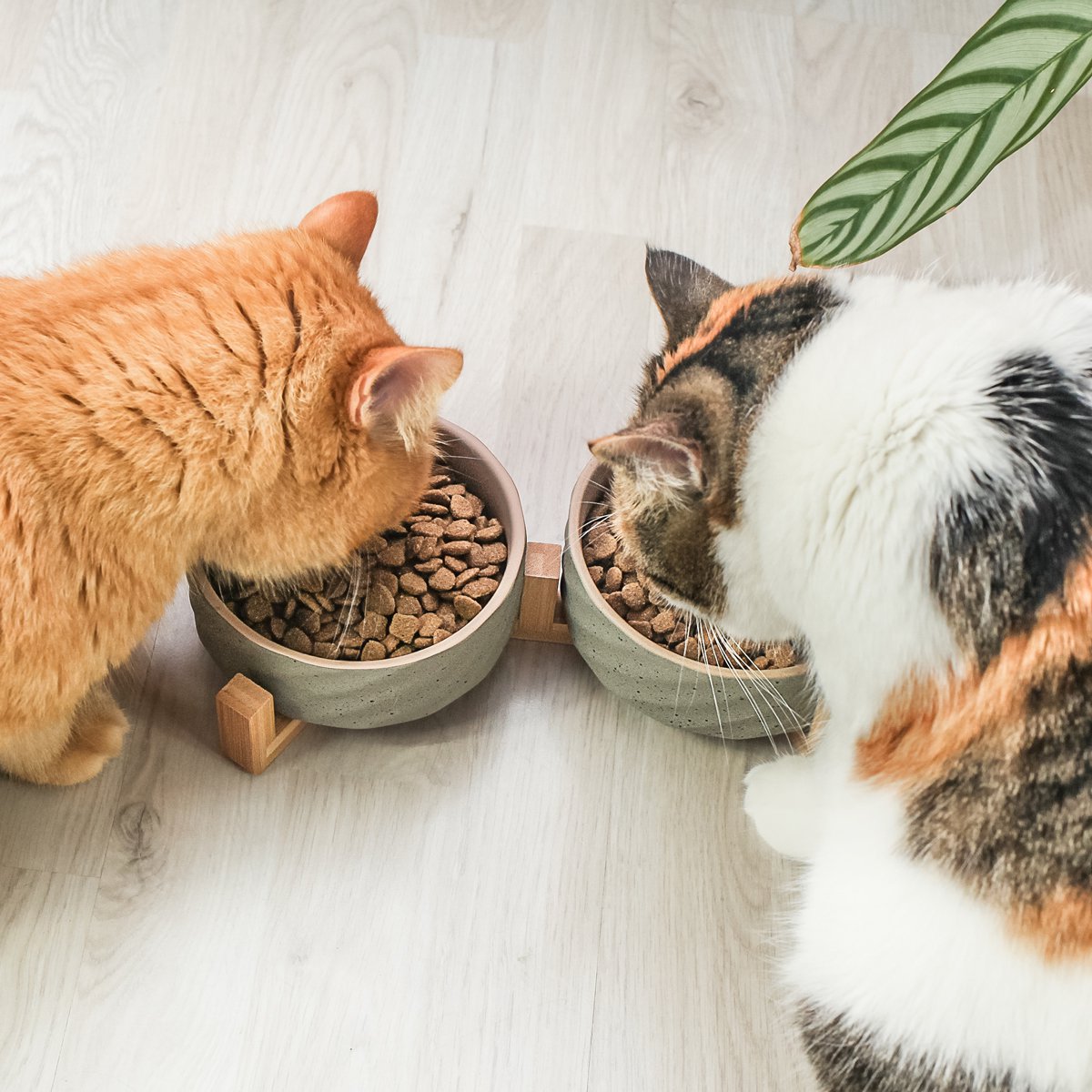 Huisdier voerbak keramiek bamboe dubbel beige grijs