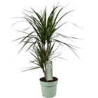 Dracaena marginata kamerplant 70 cm potmaat 17 cm
