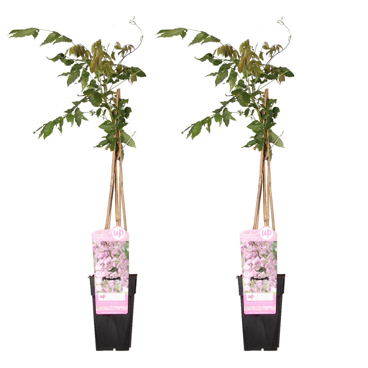 Klimplant Wisteria floribunda 'Rosea' 65cm Ø15cm