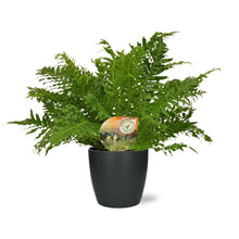 Blechnum Silver Lady plant met pot antraciet