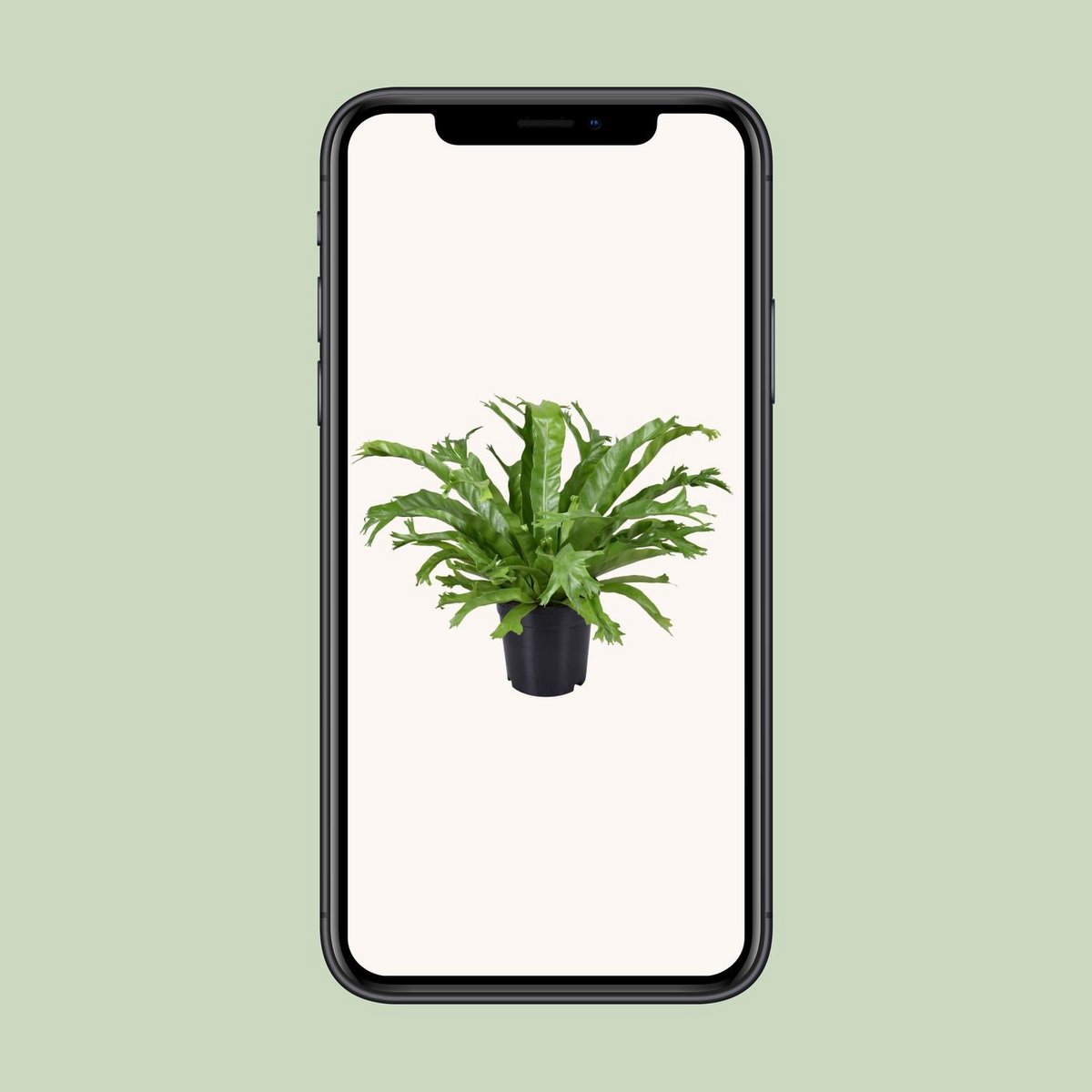 Vogelnestvaren Asplenium nidus Crissie pot 17 cm