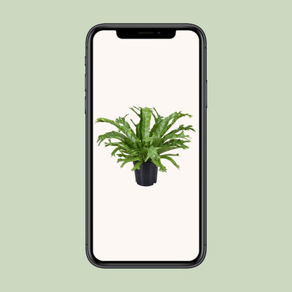 Vogelnestvaren Asplenium nidus Crissie pot 17 cm